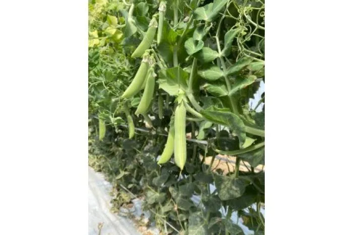 中途 青果物の栽培管理、収穫作業